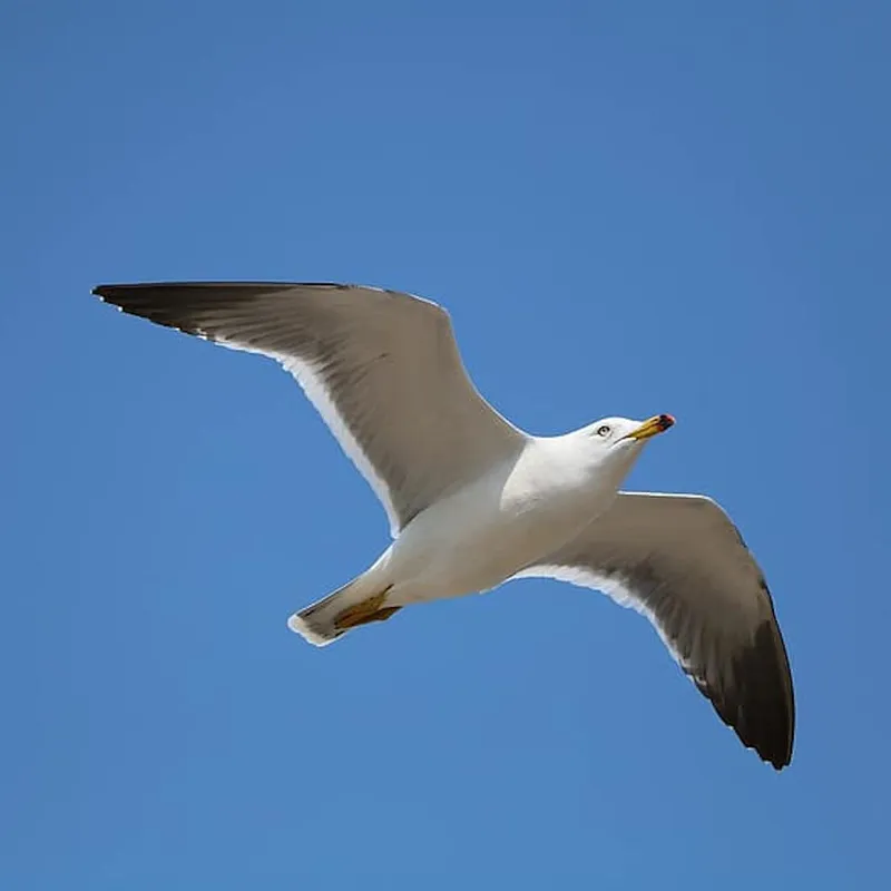 Няма такова място далеч, Ричард Бах, аудиокнига